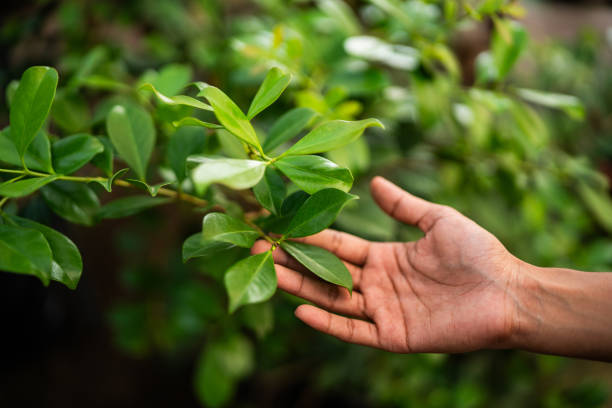 Best Tree Trimming and Pruning  in USA